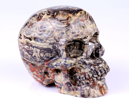 4.4" Coin Agate Hand Carved Crystal Realistic Skull Sculpture