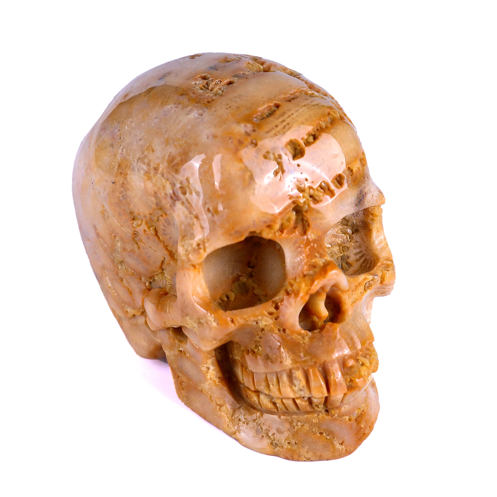 Natural Coral Fossil Human Skull 