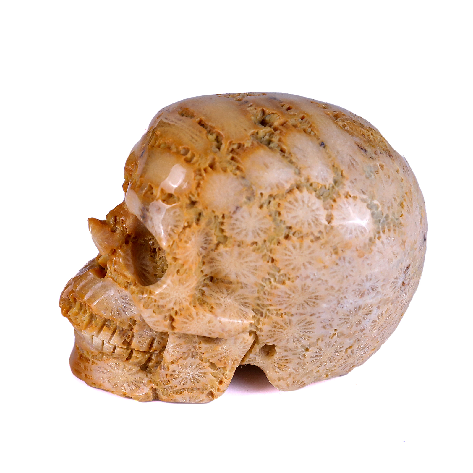 Natural Coral Fossil Human Skull 
