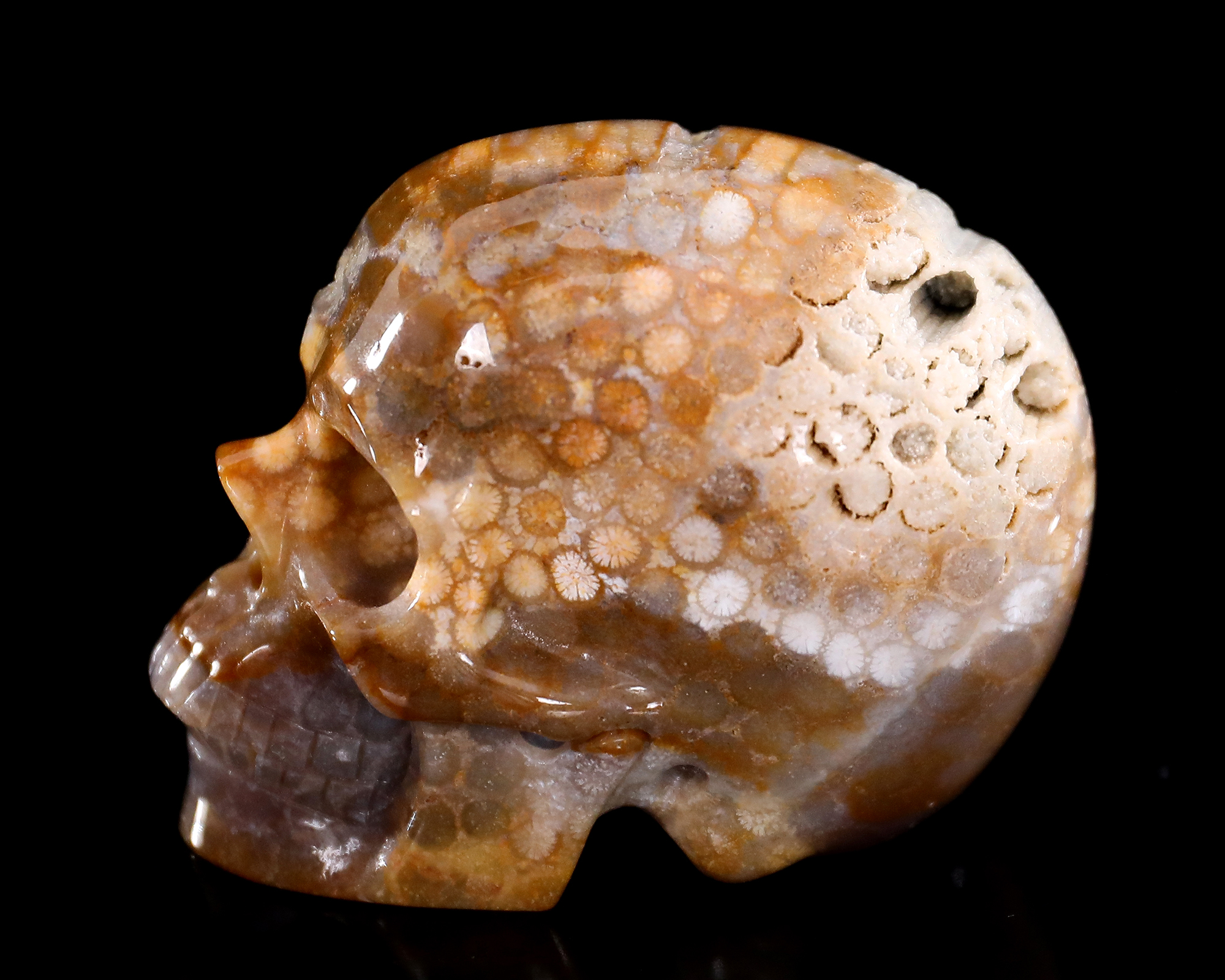 Agatized Coral Skull - Unique Gemstone Home Decor Piece