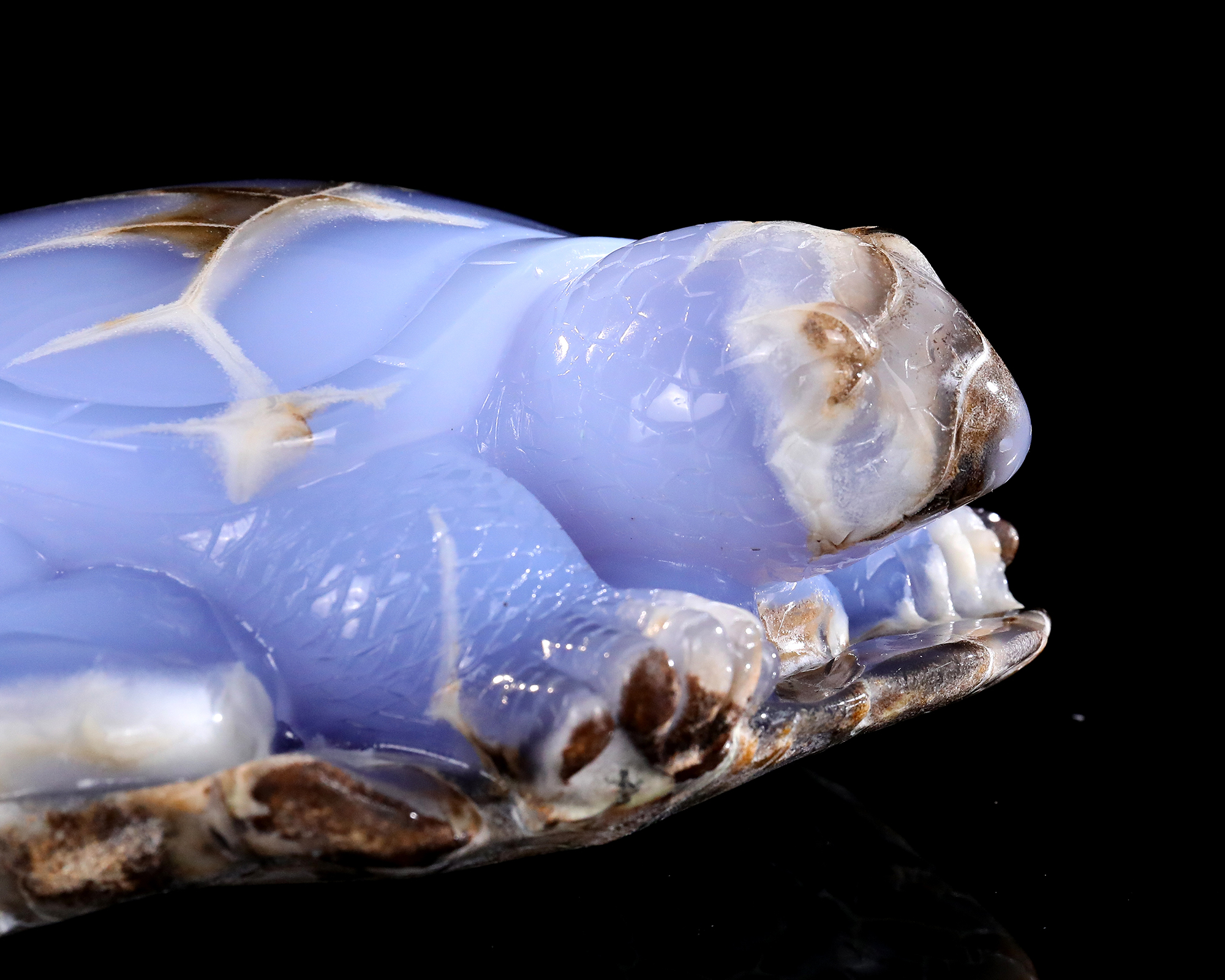 Blue Chalcedony Tortoise Artisan Stone Piece Curated for Display