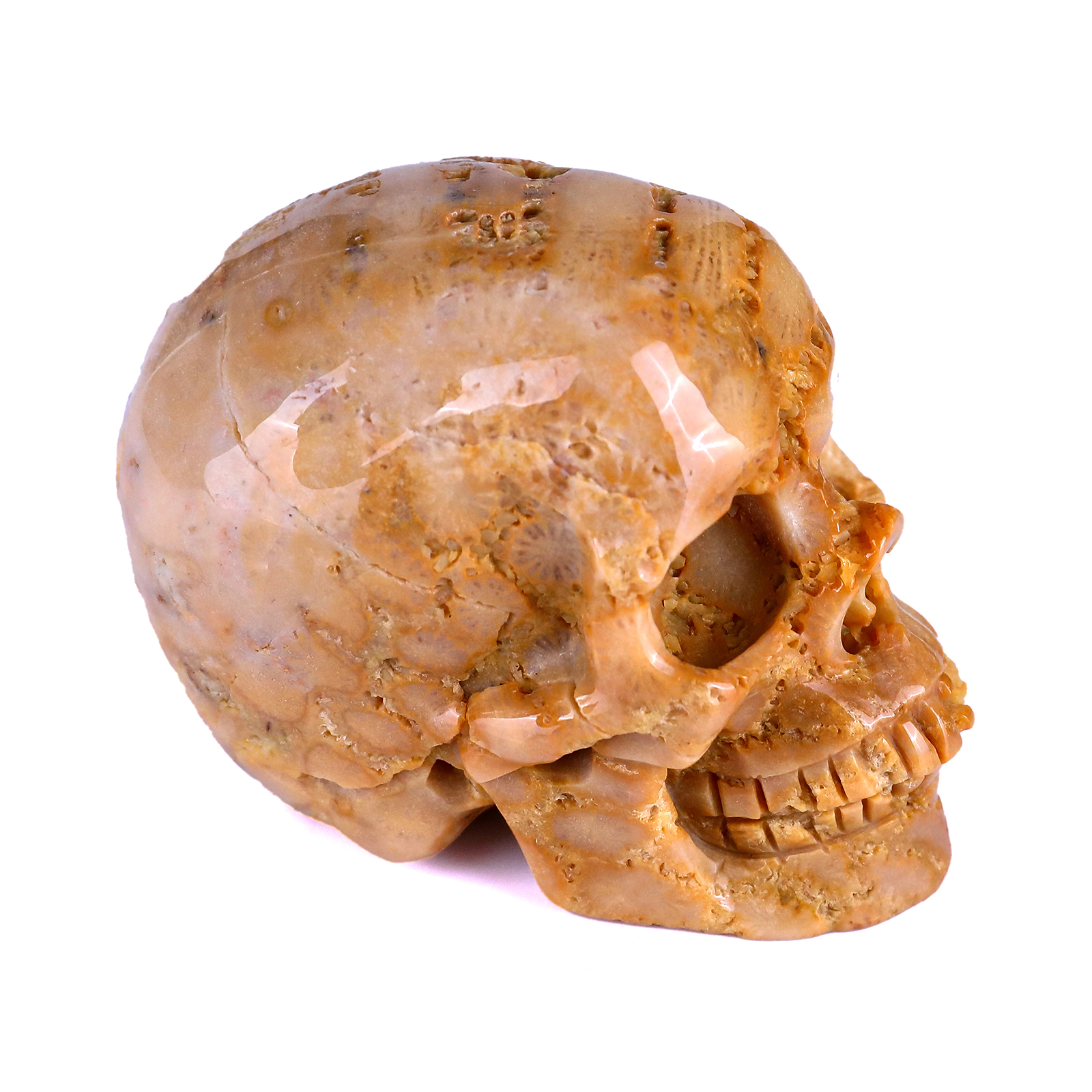 Natural Coral Fossil Human Skull 