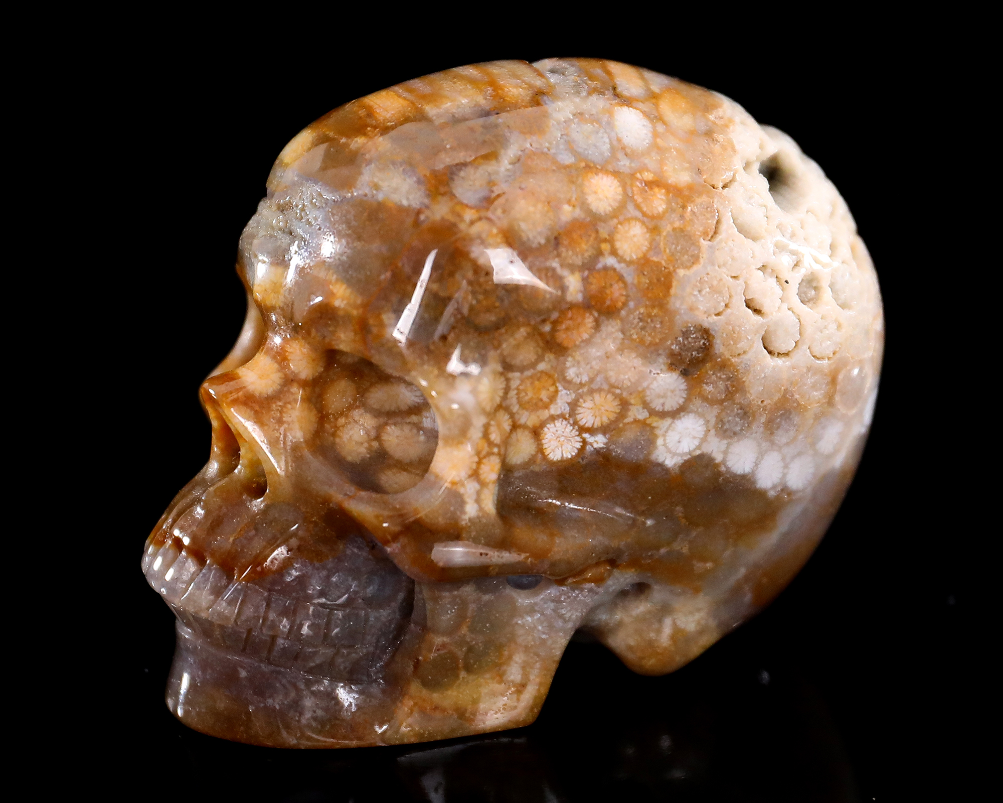 Agatized Coral Skull - Unique Gemstone Home Decor Piece