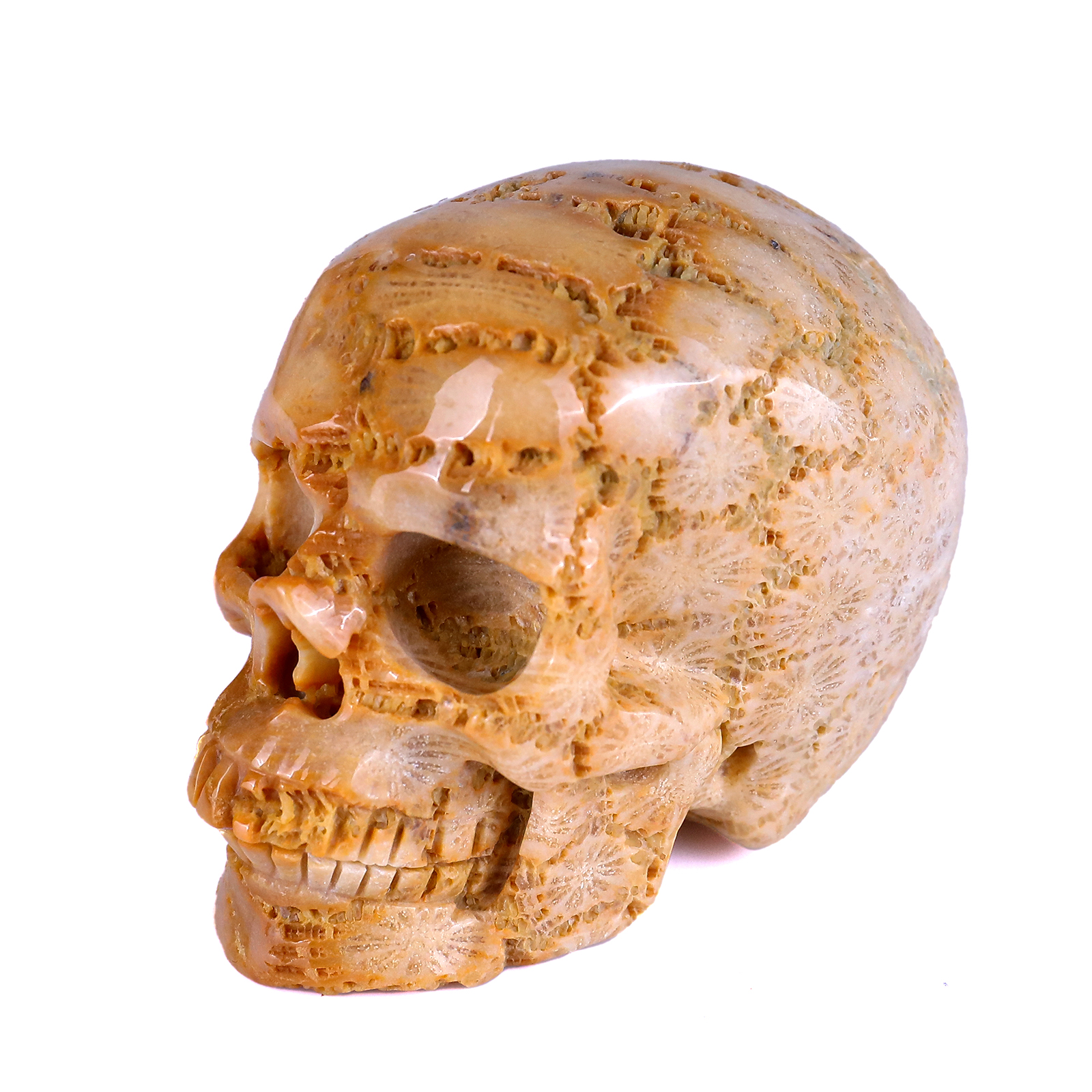 Natural Coral Fossil Human Skull 