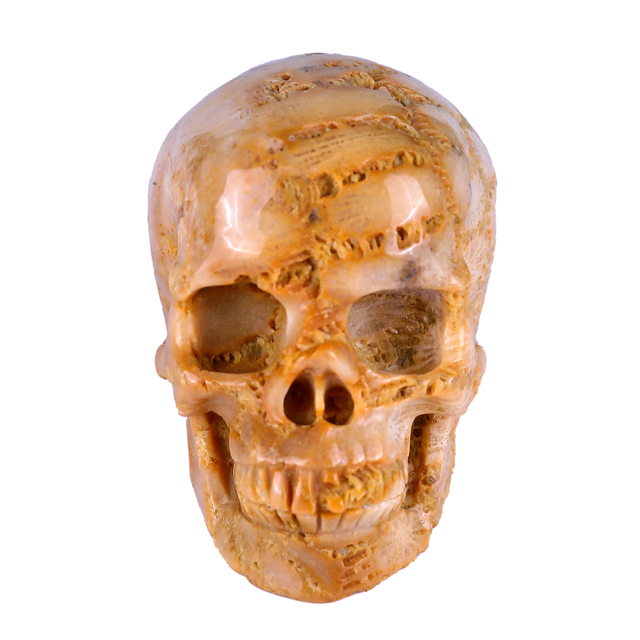 Natural Coral Fossil Human Skull 