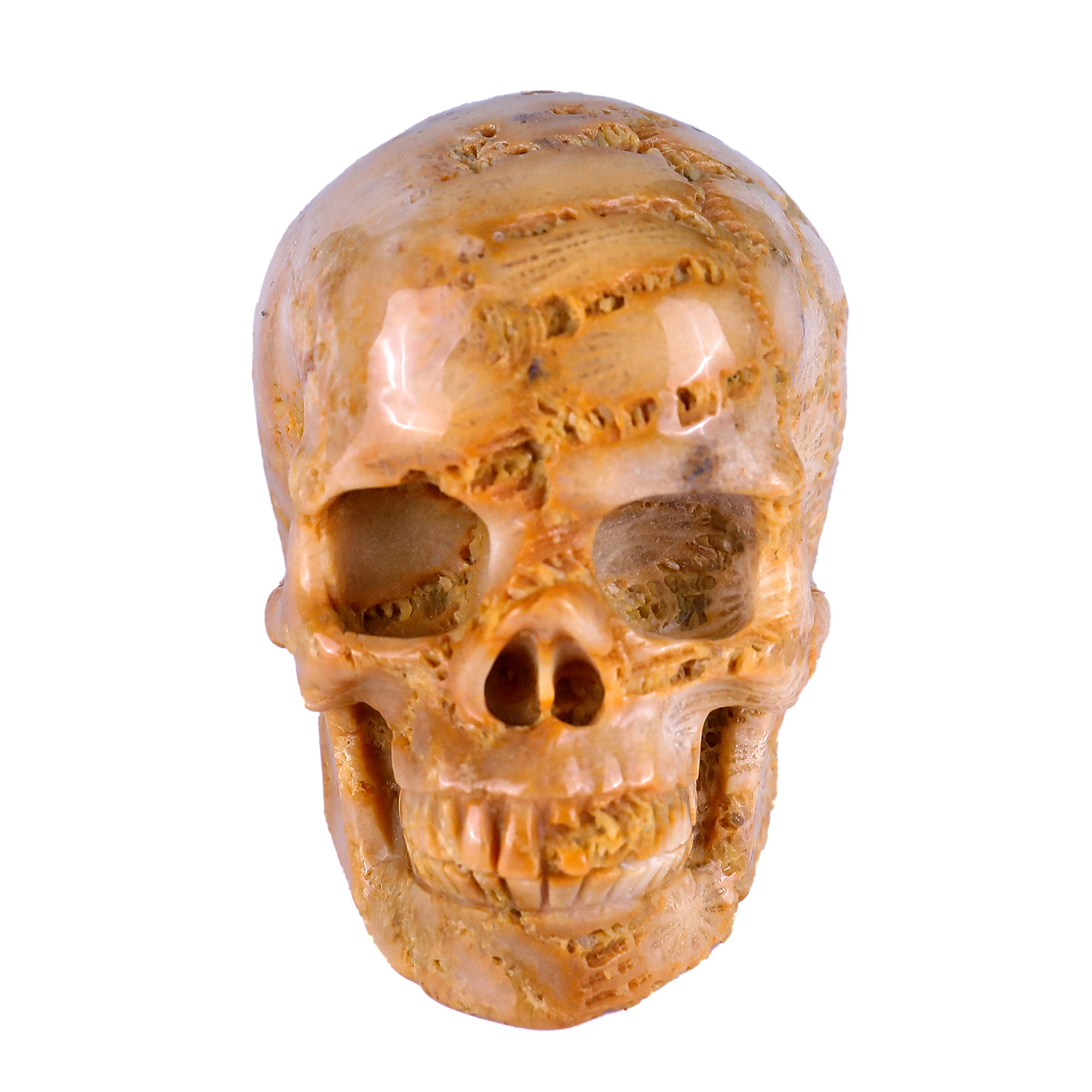 Natural Coral Fossil Human Skull 