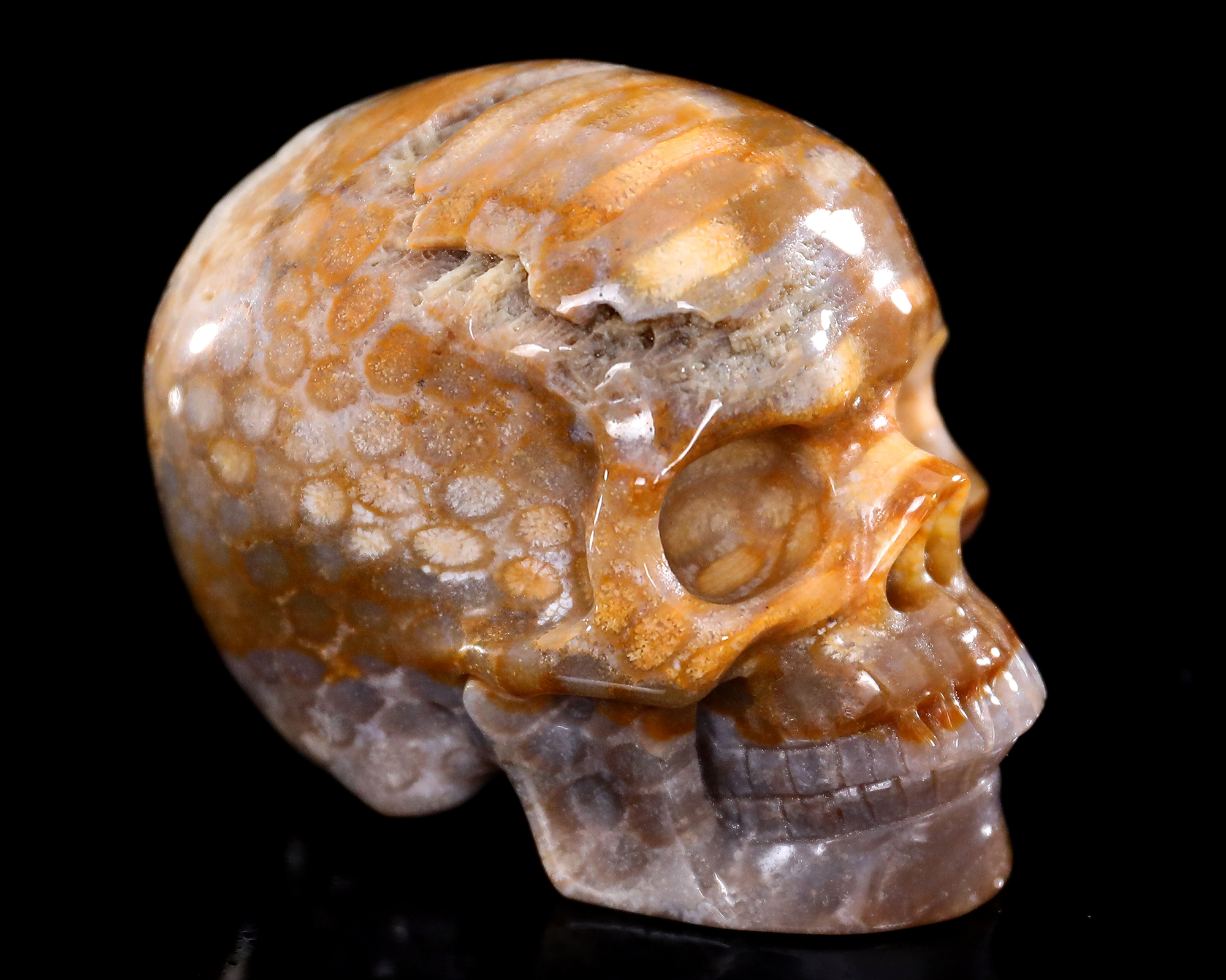 Agatized Coral Skull - Unique Gemstone Home Decor Piece