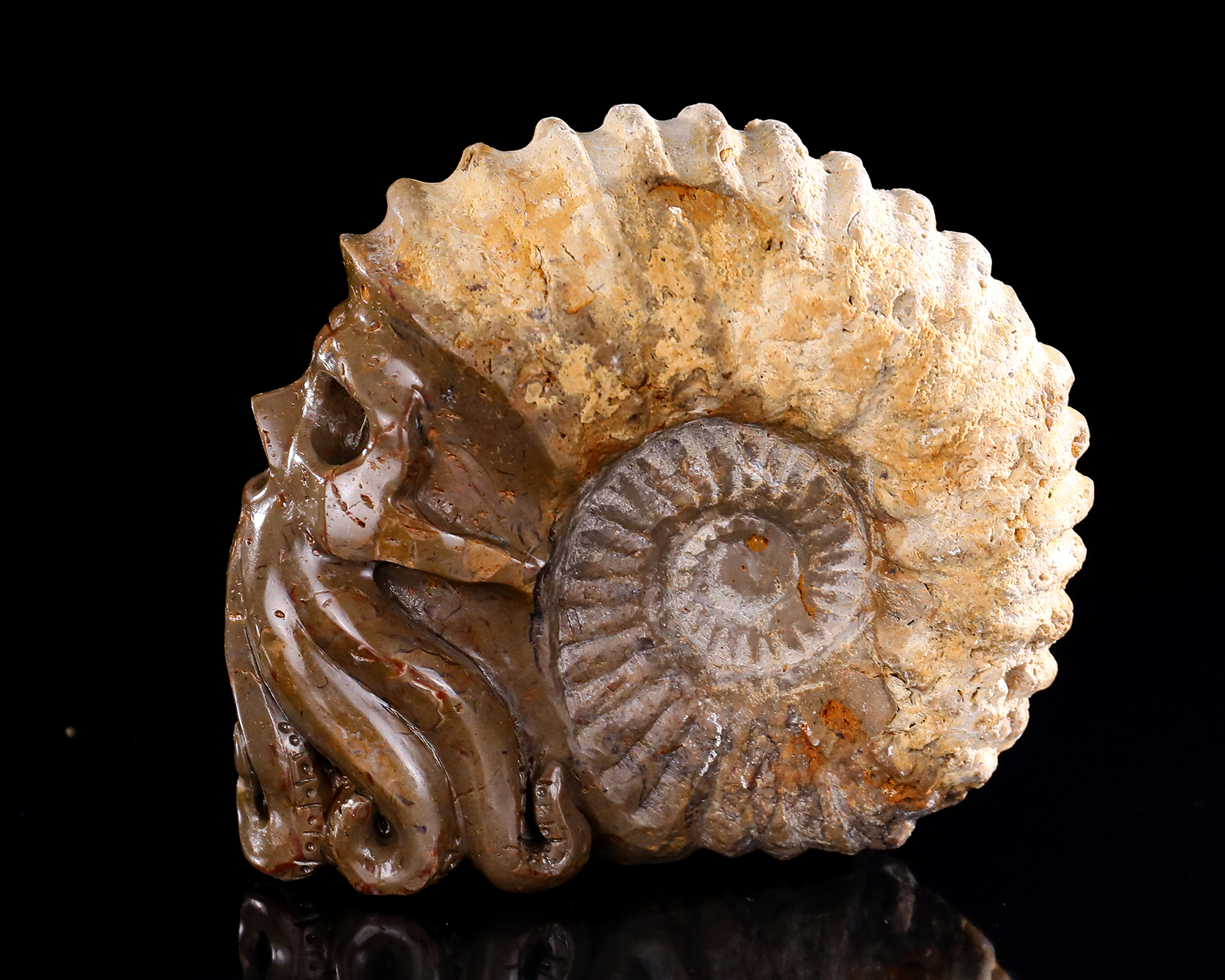 4.8" Ammonite Fossil Octopus Skull, Handcarved Jade Artifact - Unique Sculpture for Collection