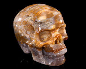 Agatized Coral Skull - Unique Gemstone Home Decor Piece