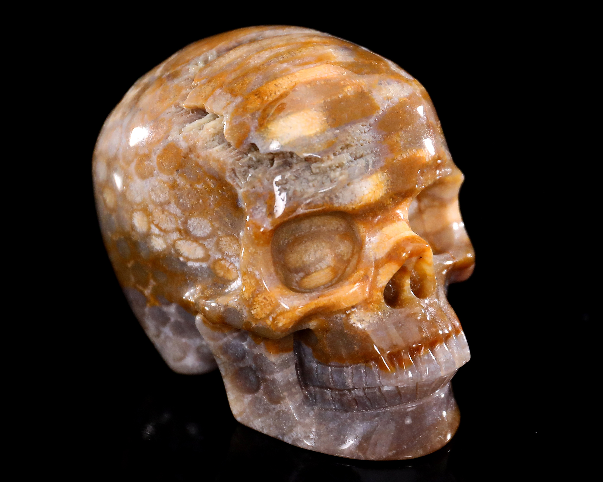 Agatized Coral Skull - Unique Gemstone Home Decor Piece