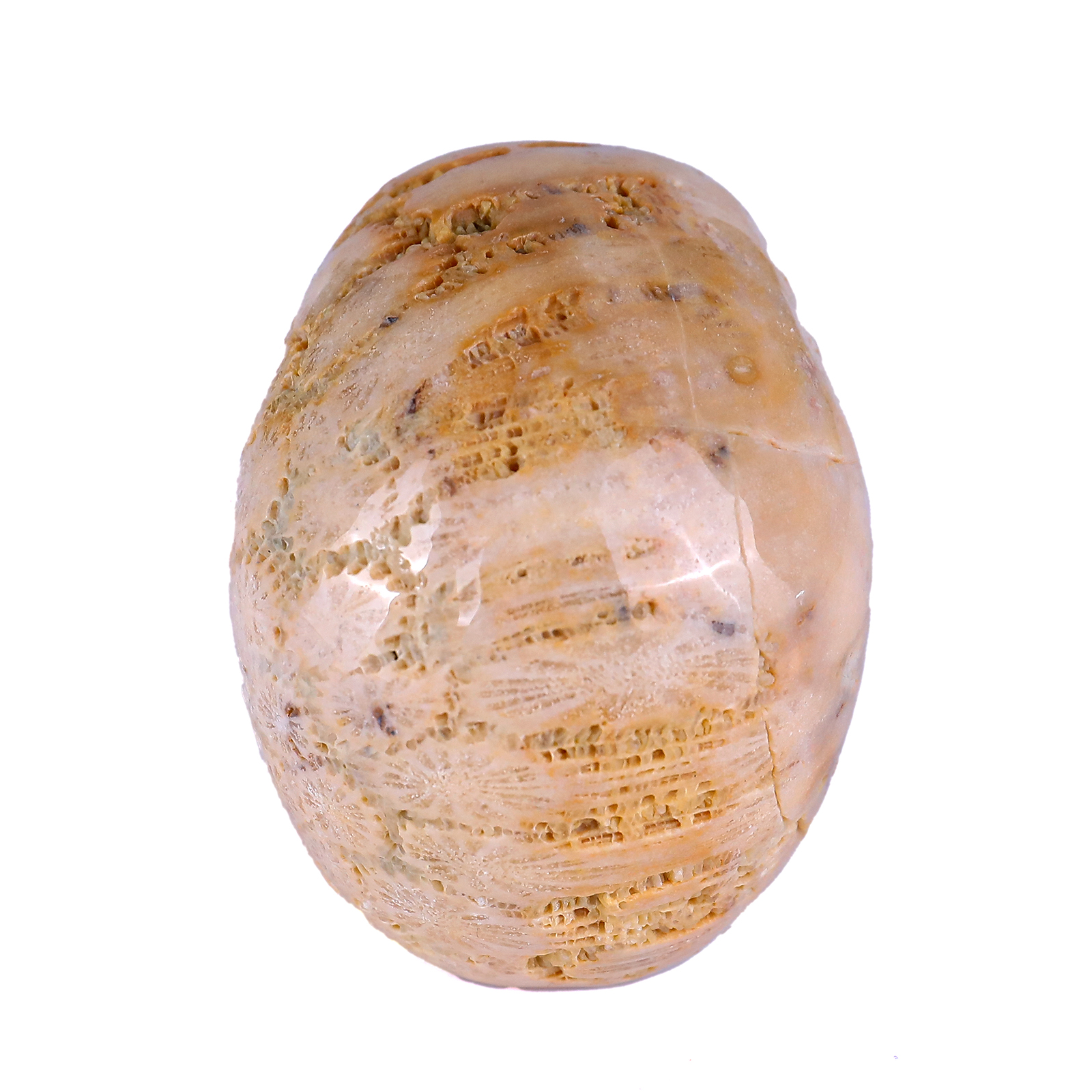 Natural Coral Fossil Human Skull 