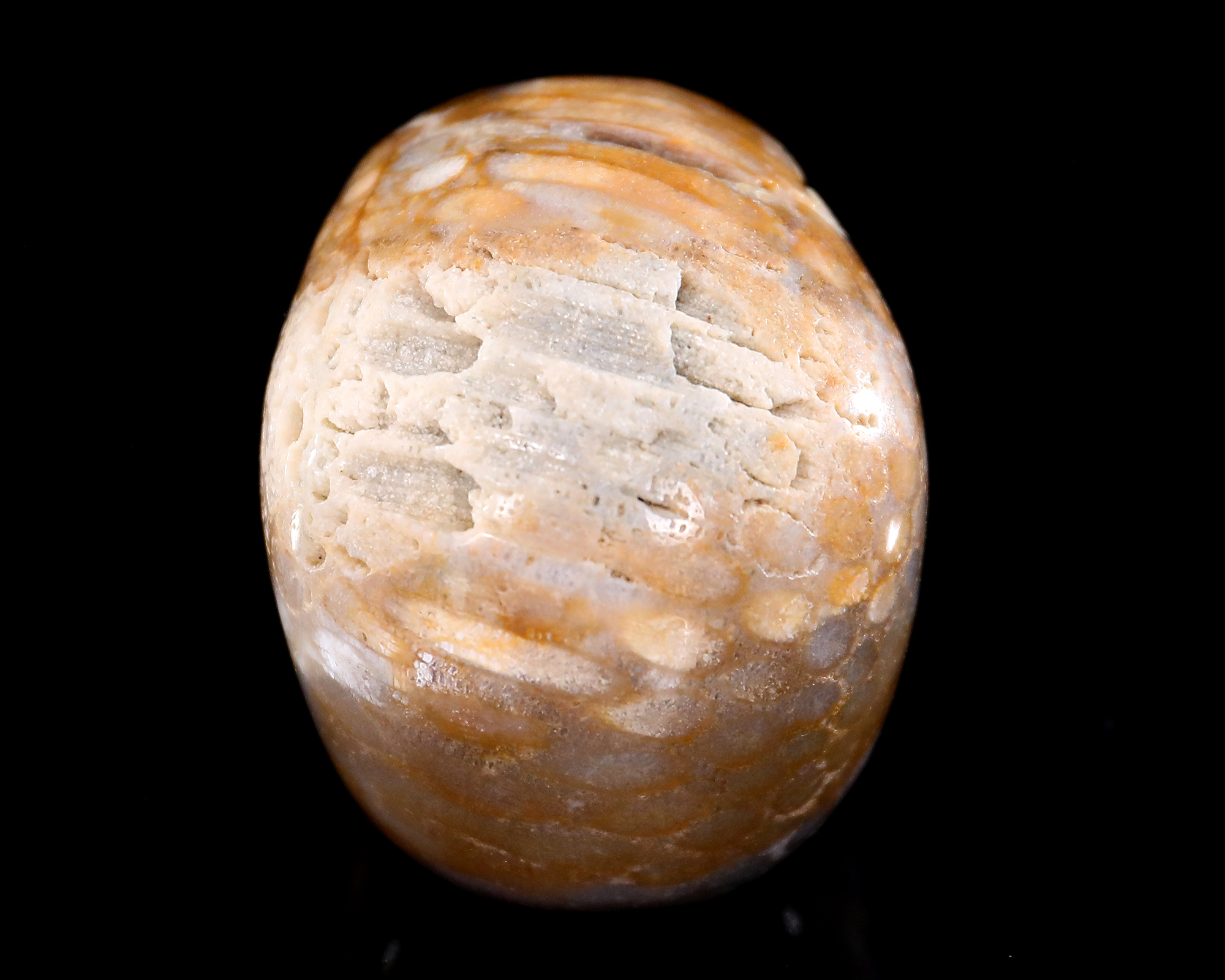 Agatized Coral Skull - Unique Gemstone Home Decor Piece